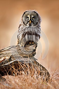 Great grey owl, Strix nebulosa, sitting on old tree trunk with grass, portrait with yellow eyes photo