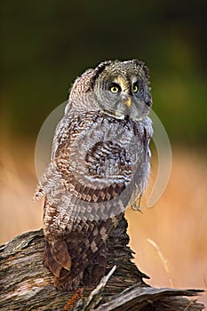 Great grey owl, Strix nebulosa, sitting on old tree trunk with grass, portrait with yellow eyes