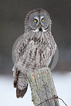 Great grey owl (Strix nebulosa) perched on a post hunting over a snow covered field in Canada