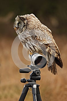 Great grey owl, Strix nebulosa, sitting on tripod with white long lens