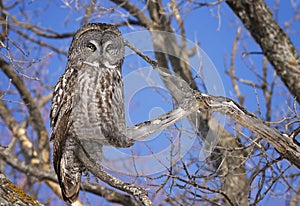 Great Grey owl