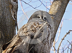 Great Grey owl