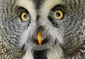 The great grey owl is a very large owl, documented as the world\'s largest species of owl by length.