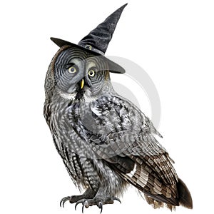 Great Grey Owl Wearing A Witch's Hat