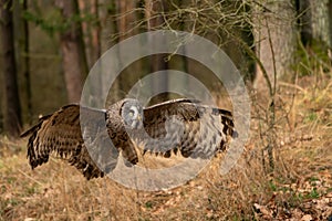 Great grey owl with wide wingspan landing in the forest.