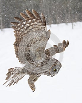A Great grey owl with wings spread out in flight and hunting over a snow covered field in Canada