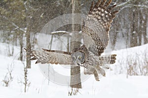 A Great grey owl with wings spread out in flight and hunting over a snow covered field in Canada