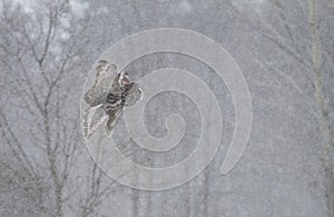 A Great grey owl with wings spread out flying through the falling snow in winter in Canada