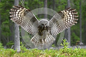 Great Grey Owl wingspread in forest
