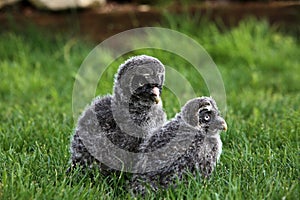 Great grey owlets