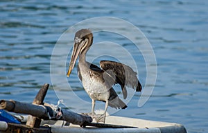 Great grey pelican at Manzanillo beach. Colima