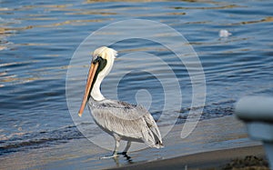 Great grey pelican at Manzanillo beach. Colima