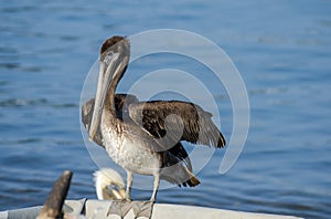 Great grey pelican at Manzanillo beach. Colima