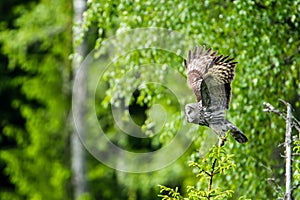 Great Grey`s Taking Off from a small pine