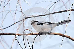 Great Grey Shrike