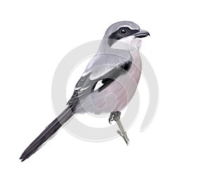 Great grey shrike