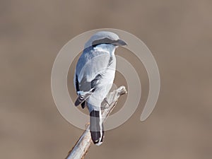 Great grey shrike Lanius excubitor