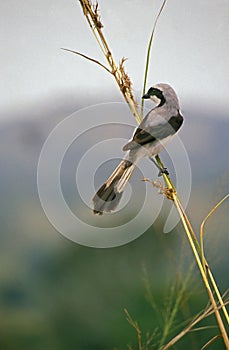 Great Grey Shrike, lanius excubitor, Adult standing on Branch, Kenya