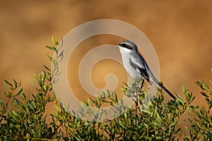 Great Grey Shrike - Lanius excubitor algeriensis or northern shrike in North America, large songbird family Laniidae, superspecies