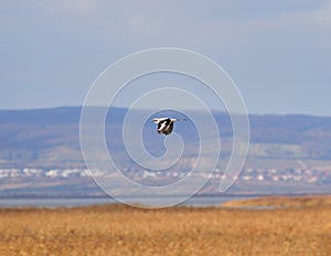 Great grey shrike - Lanius excubitor flying