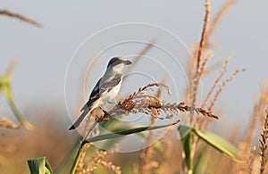 Great grey shrike