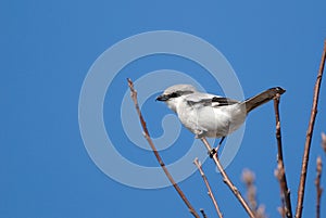 Great grey shrike