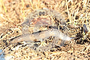 great grey slug or leopard slug on its way out of the sun