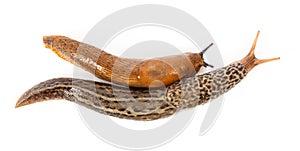 Great grey slug and Spanish slug