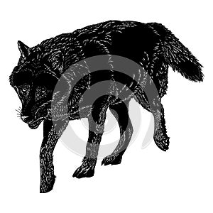 great grey wolf hand drawn illustration