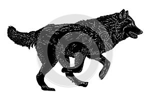 great grey wolf vintage hand drawn