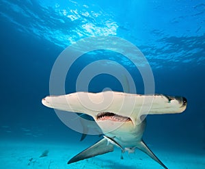 Great hammerhead