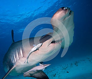 Great Hammerhead shark.