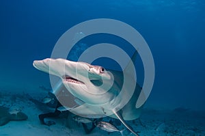 Great Hammerhead Shark