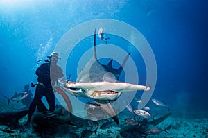 Great Hammerhead Shark