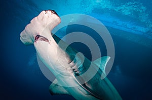 Great Hammerhead Shark