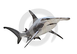 The Great Hammerhead Shark.