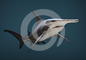 The Great Hammerhead Shark.