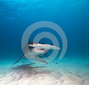 Great hammerhead shark.