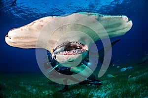 Great Hammerhead shark Bahamas