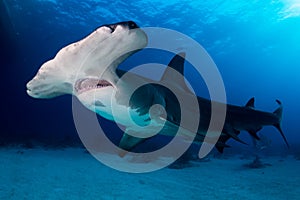 Great Hammerhead shark Bahamas