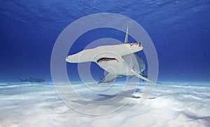 Great Hammerhead Shark, Bahamas