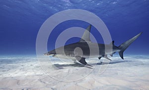 Great Hammerhead Shark, Bahamas