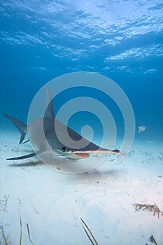 Great hammerhead shark in clear sea water.