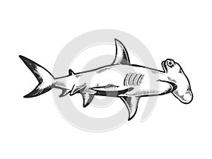 Great hammerhead shark engraving vector
