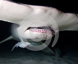 Great hammerhead shark.