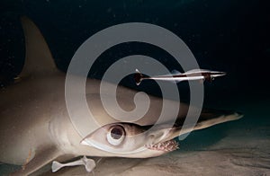 Great hammerhead shark.
