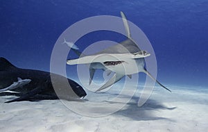 Great hammerhead shark underwater.