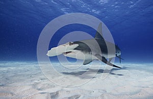 Great hammerhead shark underwater.
