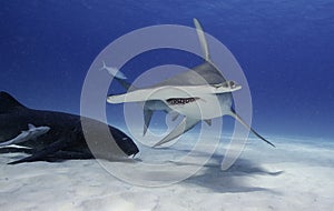 Great hammerhead shark underwater. photo