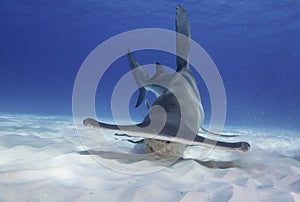 Great Hammerhead Shark